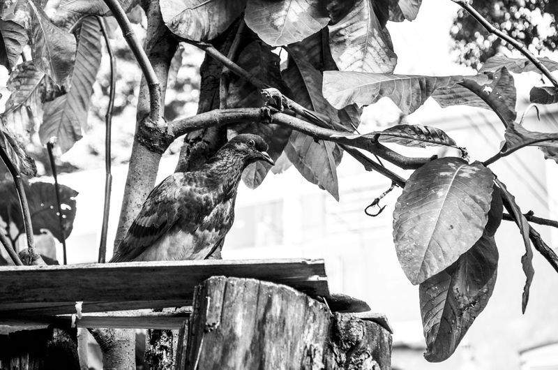 Digital Marketing Strategy